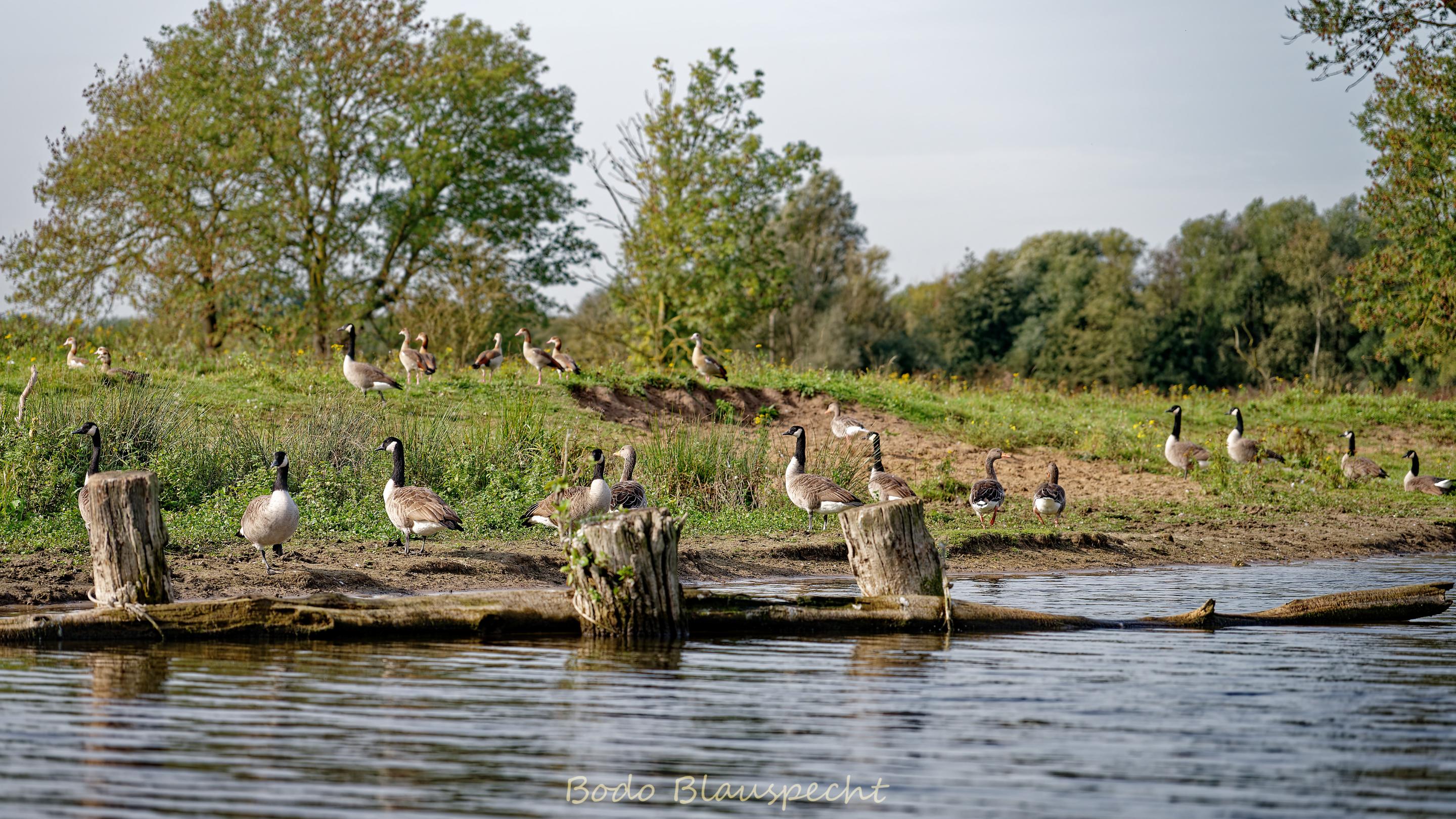 AviFauna   Steveraue   2023.10.11 11.40 38 HQ